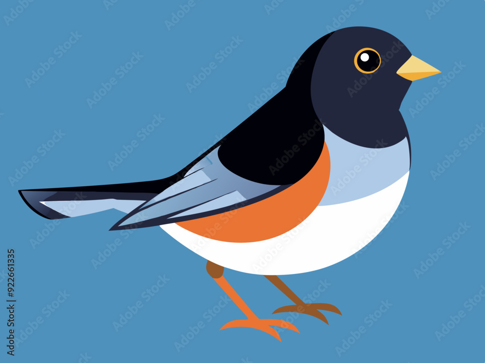 Obraz premium Illustration vectorielle de l’oiseau Junco aux yeux noirs