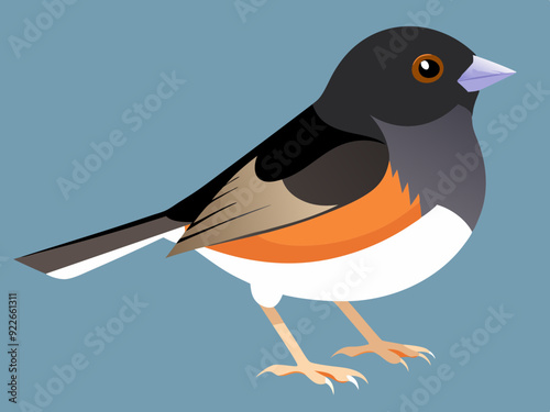 Illustration vectorielle de l’oiseau Junco aux yeux noirs