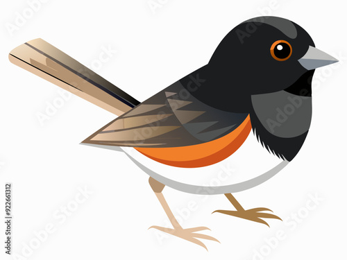 Illustration vectorielle de l’oiseau Junco aux yeux noirs