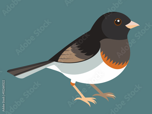 Illustration vectorielle de l’oiseau Junco aux yeux noirs