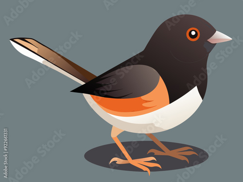 Illustration vectorielle de l’oiseau Junco aux yeux noirs