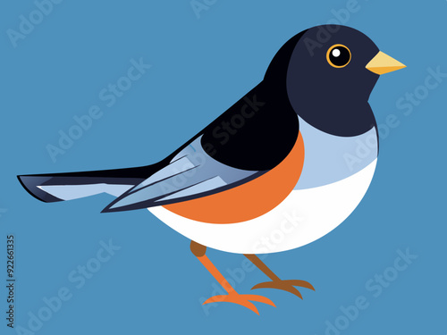 Illustration vectorielle de l’oiseau Junco aux yeux noirs