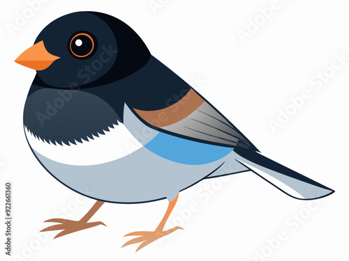 Illustration vectorielle de l’oiseau Junco aux yeux noirs