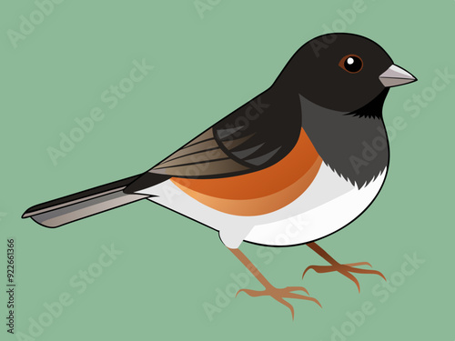 Illustration vectorielle de l’oiseau Junco aux yeux noirs