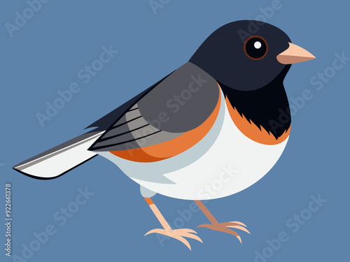 Illustration vectorielle de l’oiseau Junco aux yeux noirs