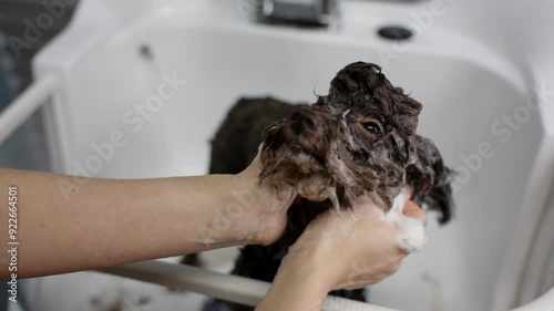 Fluffy dog getting hygiene shower at pet salon