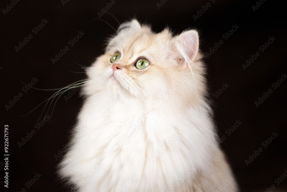 white british cat with green eyes on dark background white british cat with green eyes on dark background