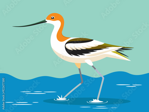 Avocette américaine pataugeant dans l’eau