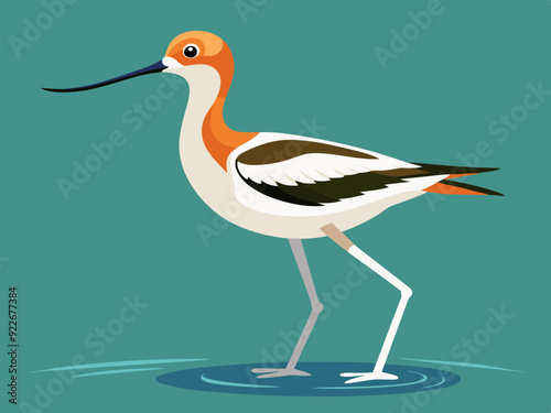 Avocette américaine pataugeant dans l’eau