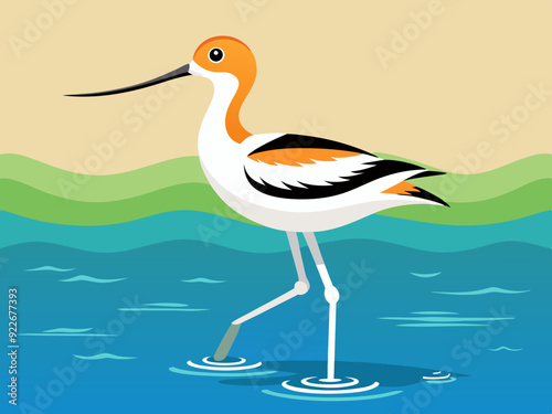 Avocette américaine pataugeant dans l’eau