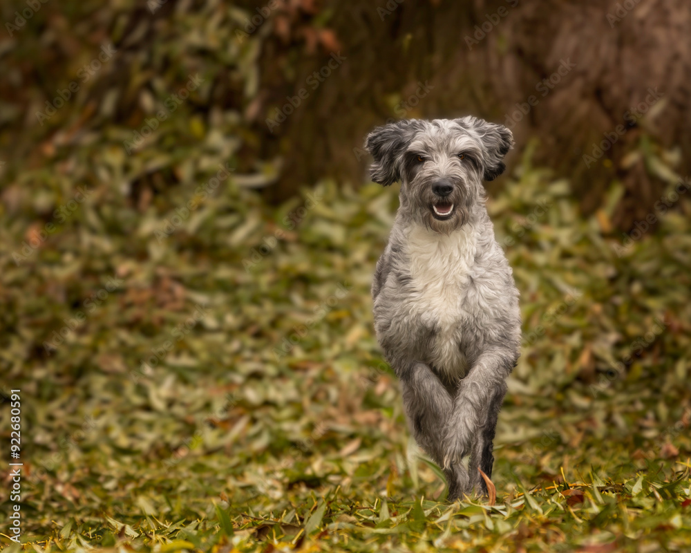 Aussiedoodle Australian shepard poodle mix breed pet dog running outdoors Aussiedoodle Australian shepard poodle mix breed pet dog running outdoors