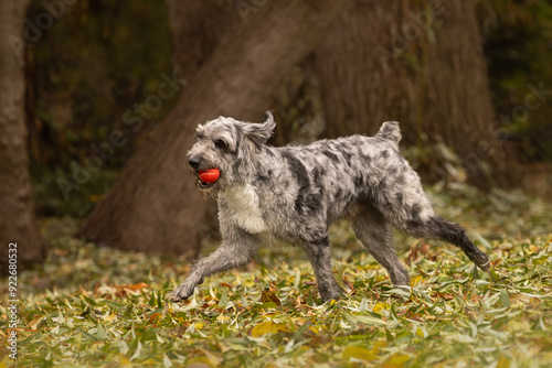 Aussiedoodle Australian shepard, poodle mix pet dog playing fetch with a ball in the fall leaves