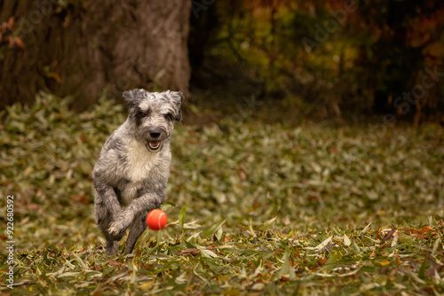 Aussiedoodle Australian shepard poodle mix breed pet dog playing fetch with a ball outdoors photo