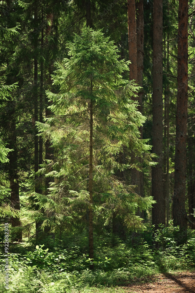 Obraz premium Young pine tree in morning sunlight among the tall trees in the forest.