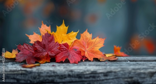 Colorful Autumn Leaves on Weathered Wood During Fall Season