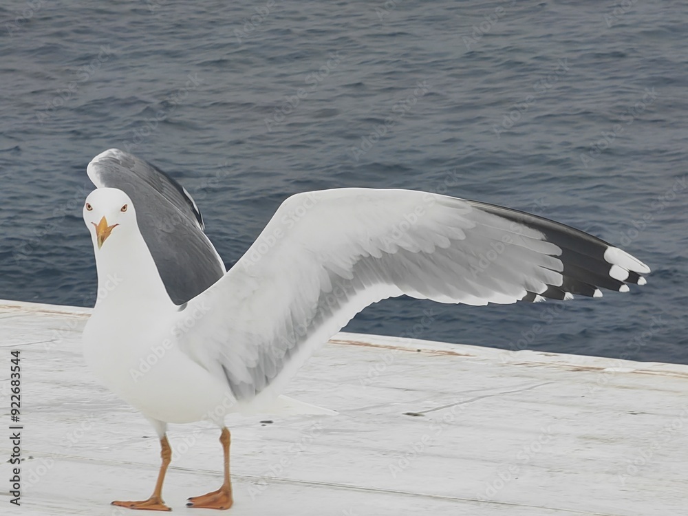 Fototapeta premium seagull in flight