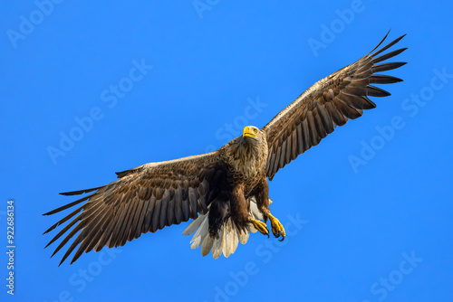 White-tailed Eagle (Haliaeetus albicilla) in flight, North Poland. Selective focus on bird's eye photo