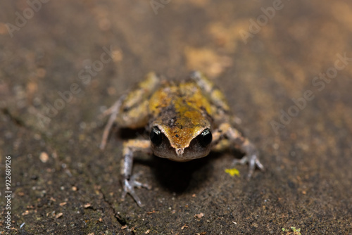 A cute bush squeaker (Arthroleptis wahlbergii) in a coastal forest photo