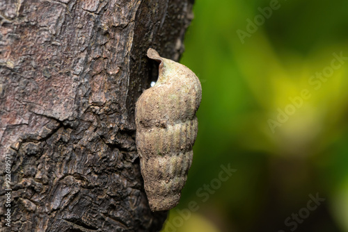 A beautiful climbing whelk (Cerithidea decollate), also known as a truncated mangrove snail, on the trunk of a mangrove tree