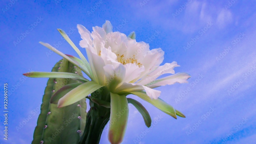 Fototapeta premium A stunning white cactus flower against a clear blue sky, showcasing delicate petals and vibrant green stems.