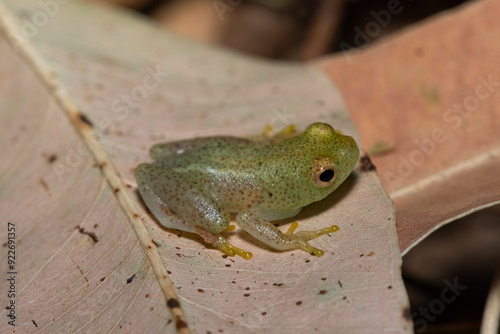 A beautiful water lily reed frog (Hyperolius pusillus) on a leaf in a coastal forest photo