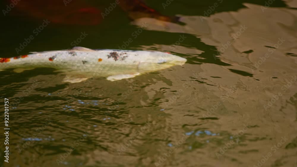 Colorful Varieties of Koi Fishes in Lake Water