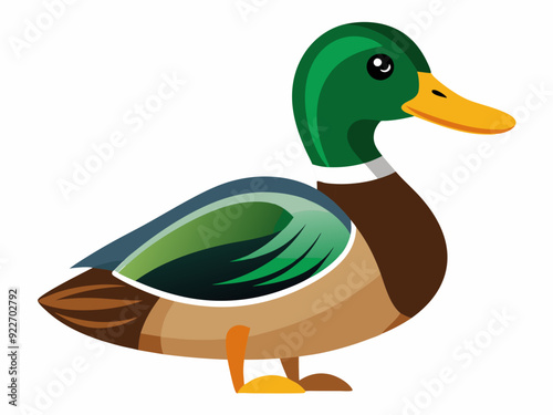 Mallard duck