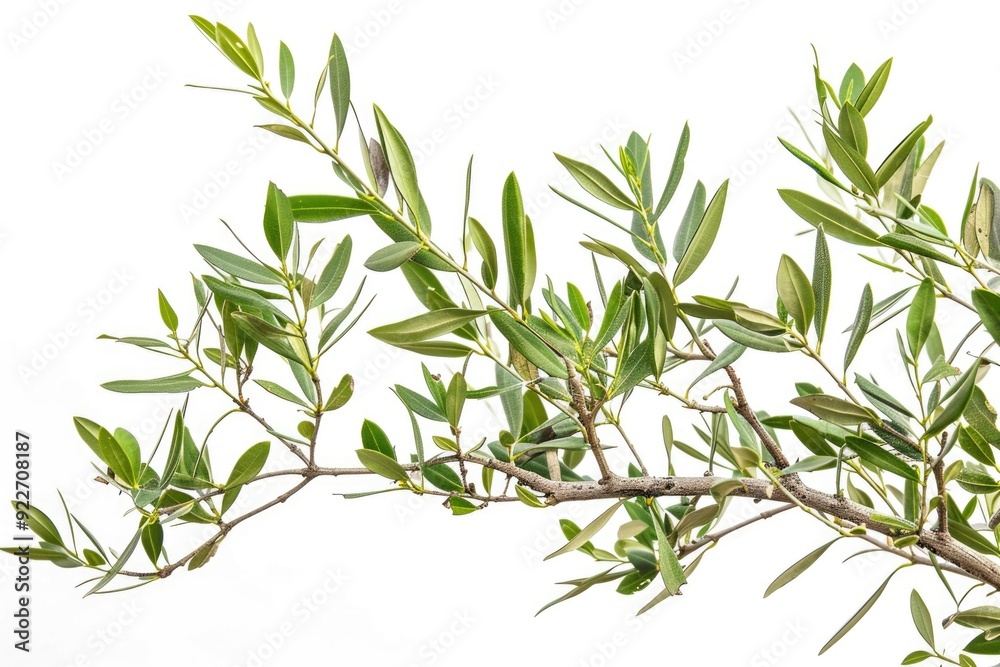 Fototapeta premium A single bird sitting on a branch of a tree, surrounded by leaves and possibly other branches