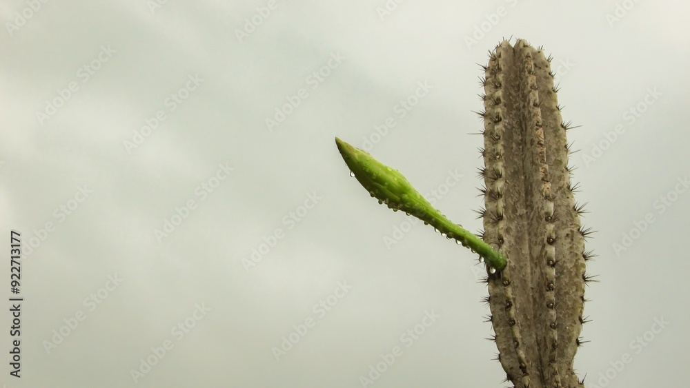 Naklejka premium A close-up of a cactus with a vibrant green new shoot against a cloudy sky.