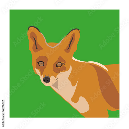red fox illustration