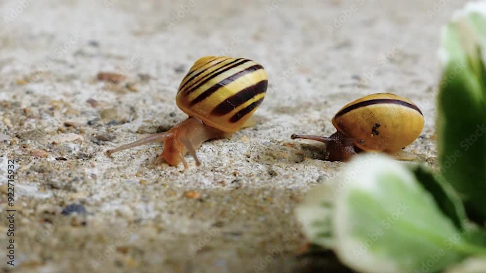 snails in a garden