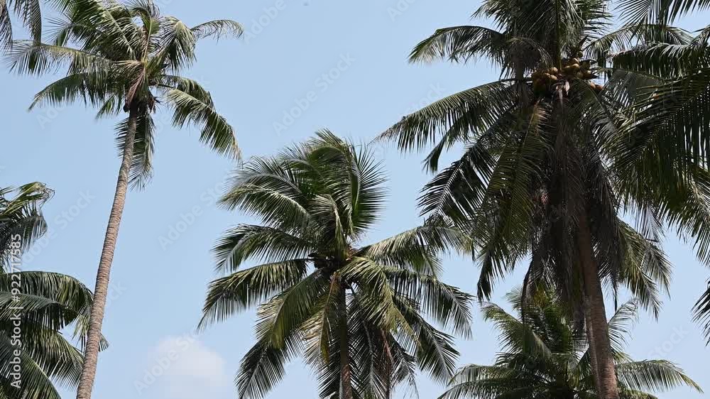 Tall coconut palm trees sway gently under a clear blue sky on a sunny day, creating a serene tropical landscape perfect for a summer vacation
