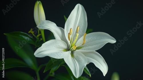 Close-up shot of a single white flower with green leaves, ideal for botanical or gardening themes