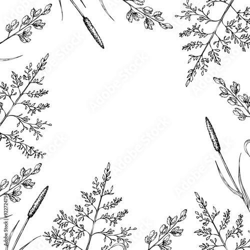 Frame, invitation, postcard with meadow dry plants. Squirrel's tail grass, Millet Grass vector. Hand painted graphic setaria viridis, Milium effusum isolated on