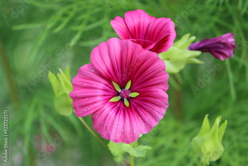 Sweden. Malope trifida (mallow-wort, annual malope, maloppi, purple Spanish mallow). This plant is often used as an ornamental plant.   photo