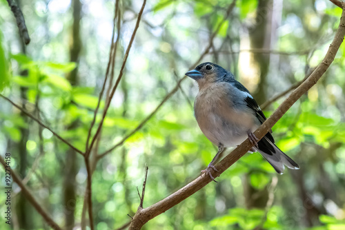 Canary Islands Chaffinch (Fringilla Coelebs Canariensis) Perched on Branch, La Gomera, Canary Islands