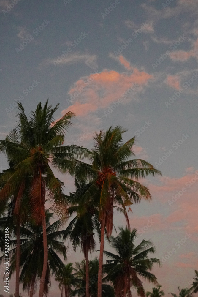 Fototapeta premium palm trees at sunset