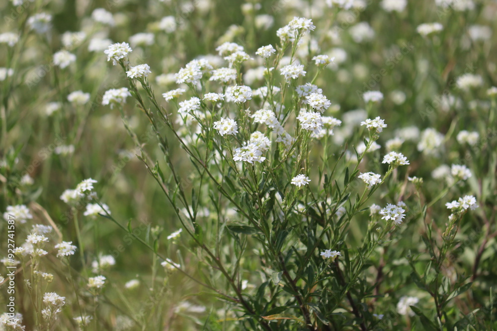 Flowering hoary alyssum (Berteroa incana) plants with white flowers in wild nature