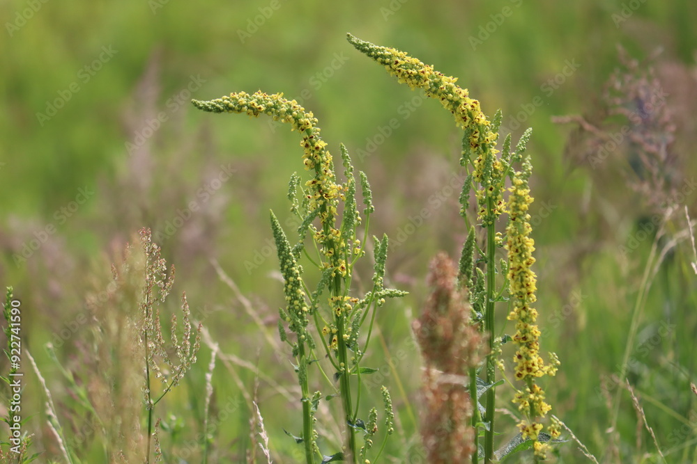 Yellow flowers of black mullein (Verbascum nigrum) plant in wild nature Yellow flowers of black mullein (Verbascum nigrum) plant in wild nature
