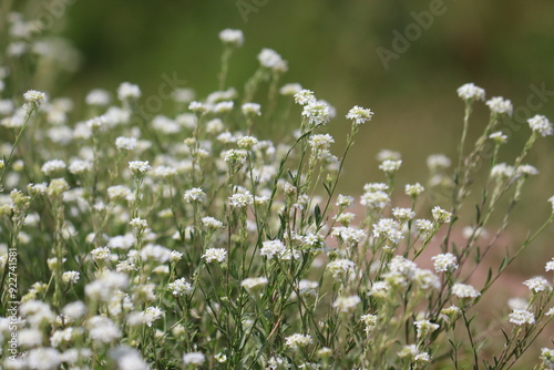 Flowering hoary alyssum (Berteroa incana) plants with white flowers in wild nature