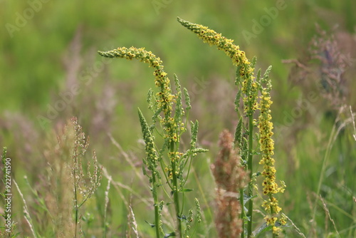 Yellow flowers of black mullein (Verbascum nigrum) plant in wild nature photo