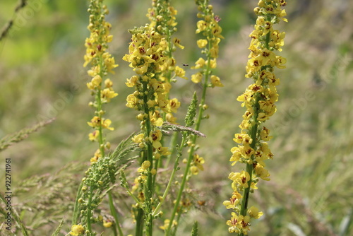 Yellow flowers of black mullein (Verbascum nigrum) plant in wild nature #922741961