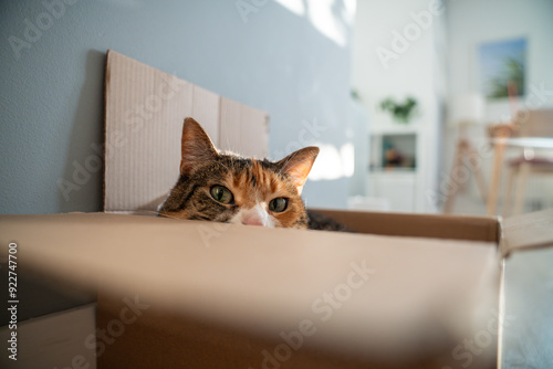 Calm relaxed cat got in cardboard box watching thoughtfully from hiding place, looking at camera. Interested fluffy kitty lying in shoebox enjoy tranquil time in like cot for sleep. Pet life at home. photo