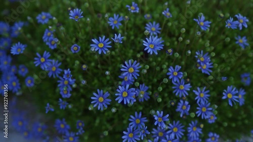 A close-up of purple felicia amelloides flowers in full bloom in an outdoor garden in puglia, italy. photo