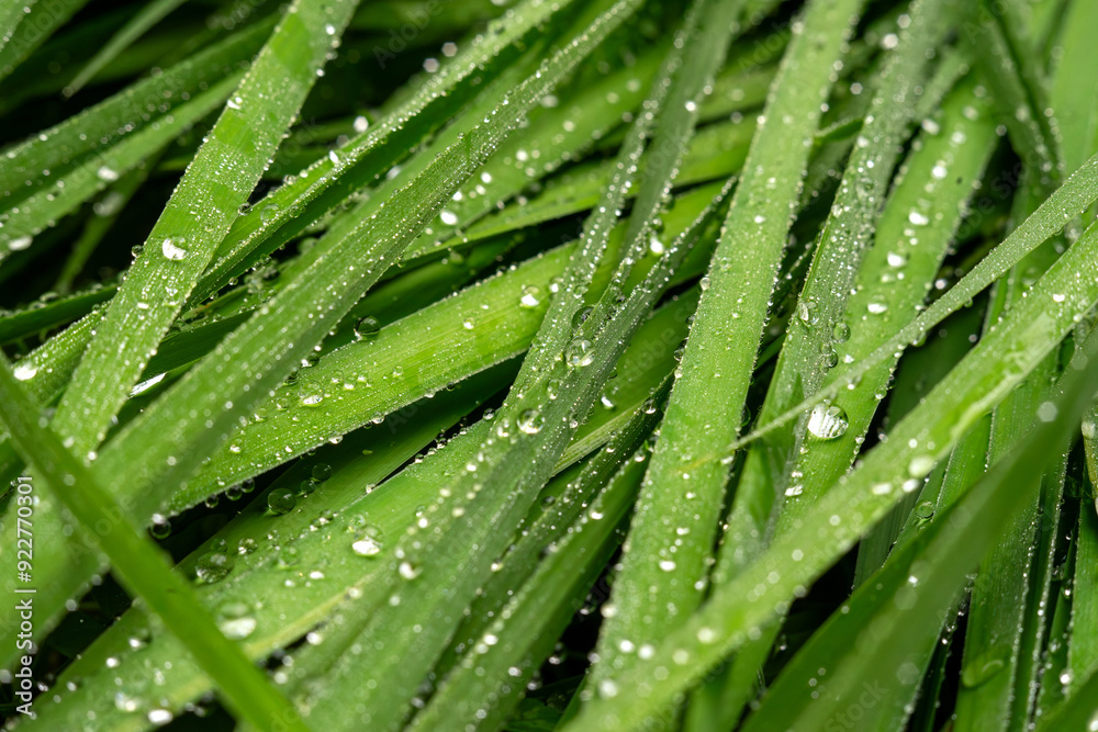 Wet green grass with dew drops.Natural grass in the field. Wet green grass with dew drops.Natural grass in the field.