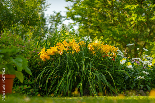 Daylily is a plant of the Asphodel family.Yellow garden lilies. Lilies in garden design.