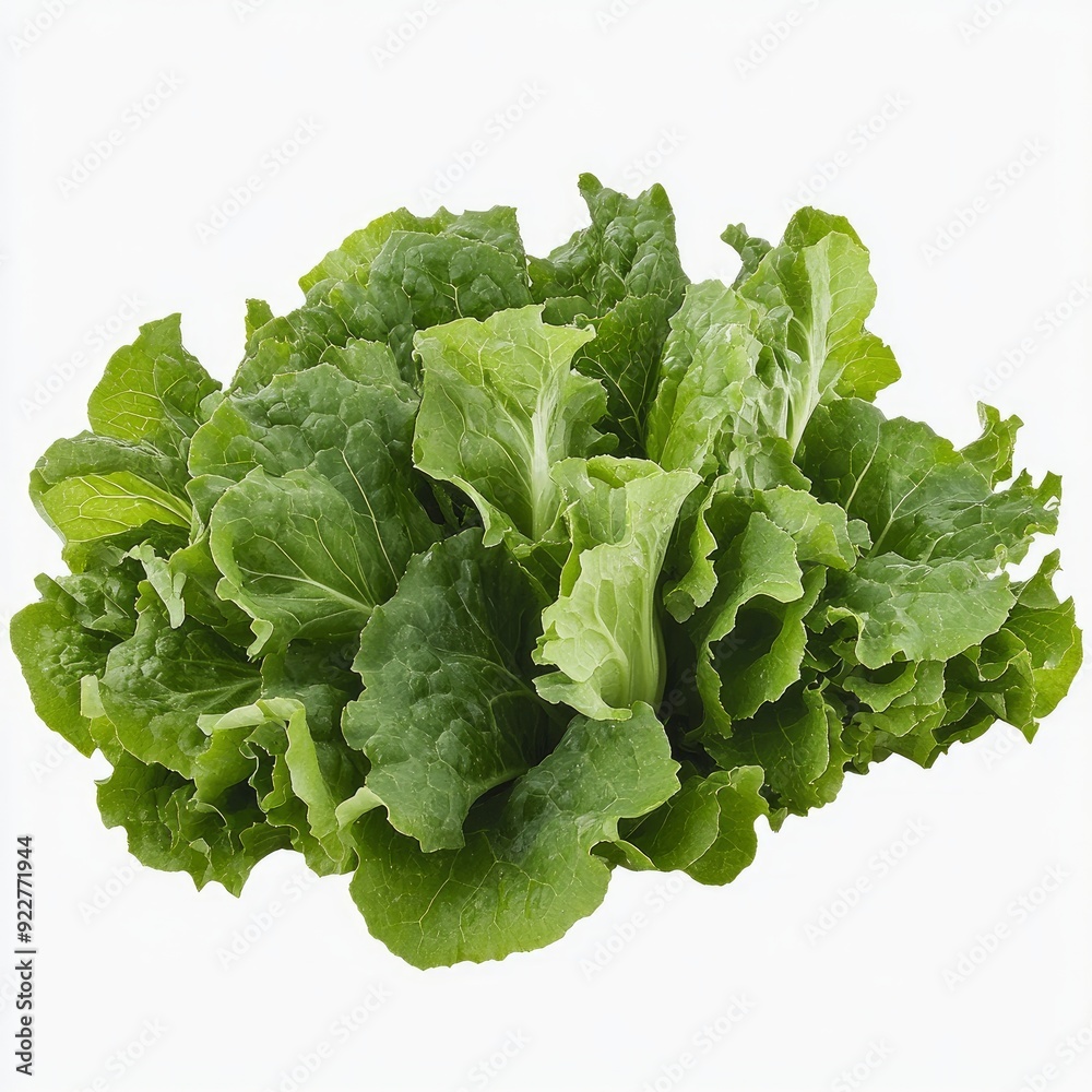 realistic and detailed Background of fresh Lettuce leaf arranged together on whole image realistic and detailed Background of fresh Lettuce leaf arranged together on whole image