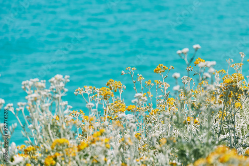 Yellow and white wild flowers against the backdrop of the turquoise Mediterranean Sea 