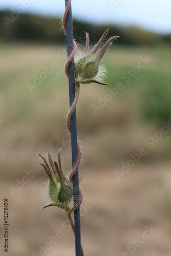 plant wrapped around a fence