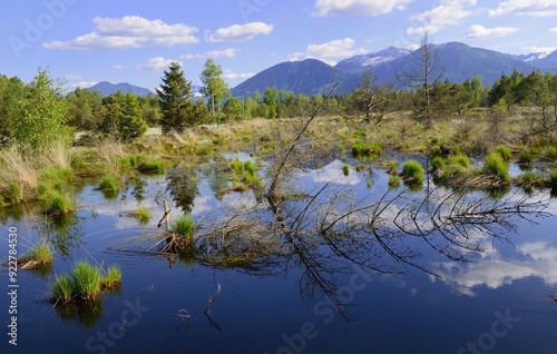 Bog pond with dead trees, Grundbeckenmoor near Rosenheim, alpine upland, Bavaria, Germany, Europe